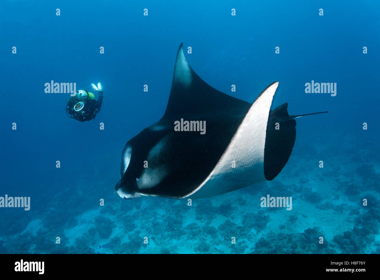 Sommozzatore osservando il reef manta ray (Manta alfredi), Oceano Indiano, Maldive Foto Stock
