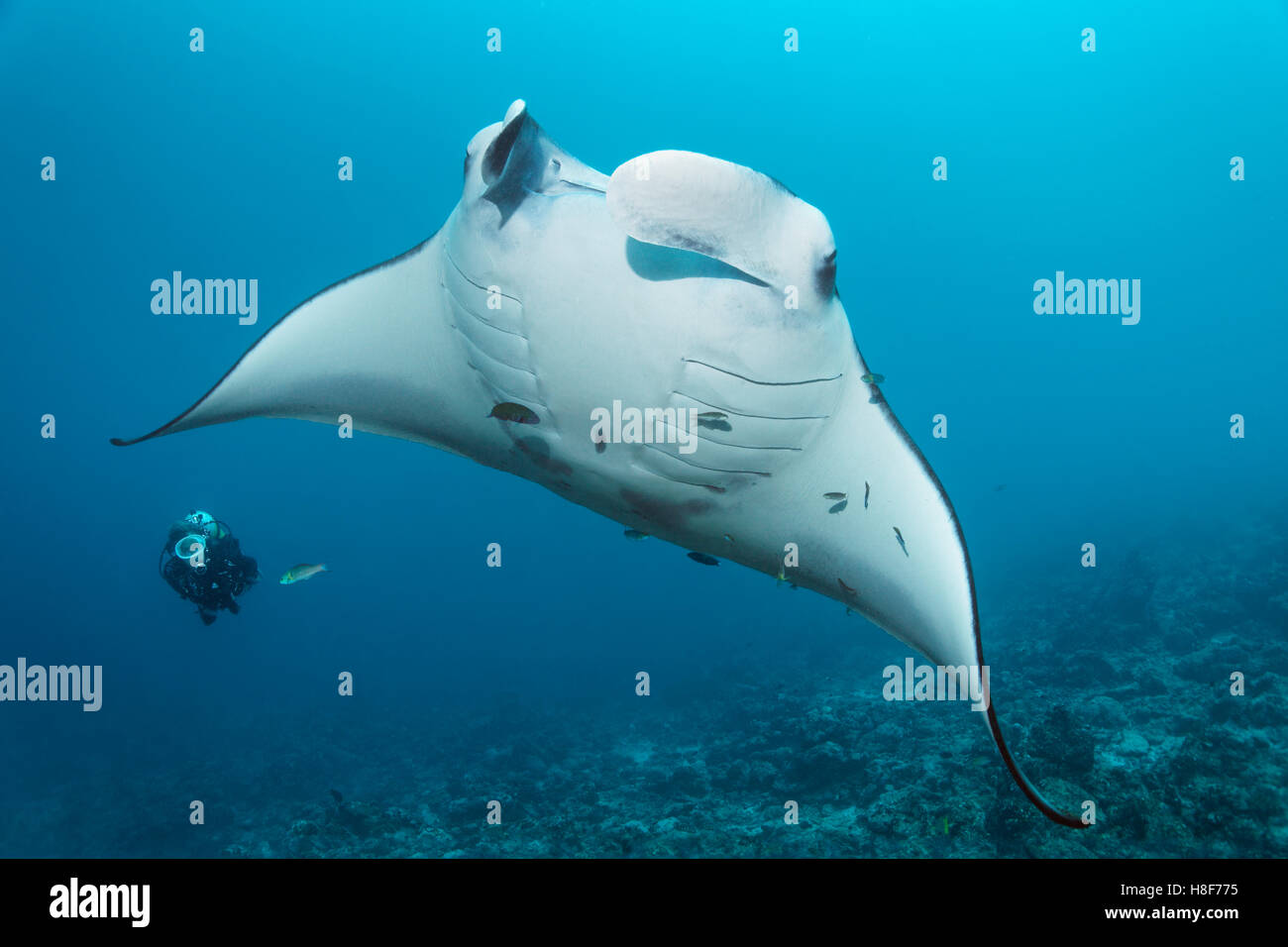 Sommozzatore osservando il reef manta ray (Manta alfredi), Coral reef, Oceano Indiano, Maldive Foto Stock