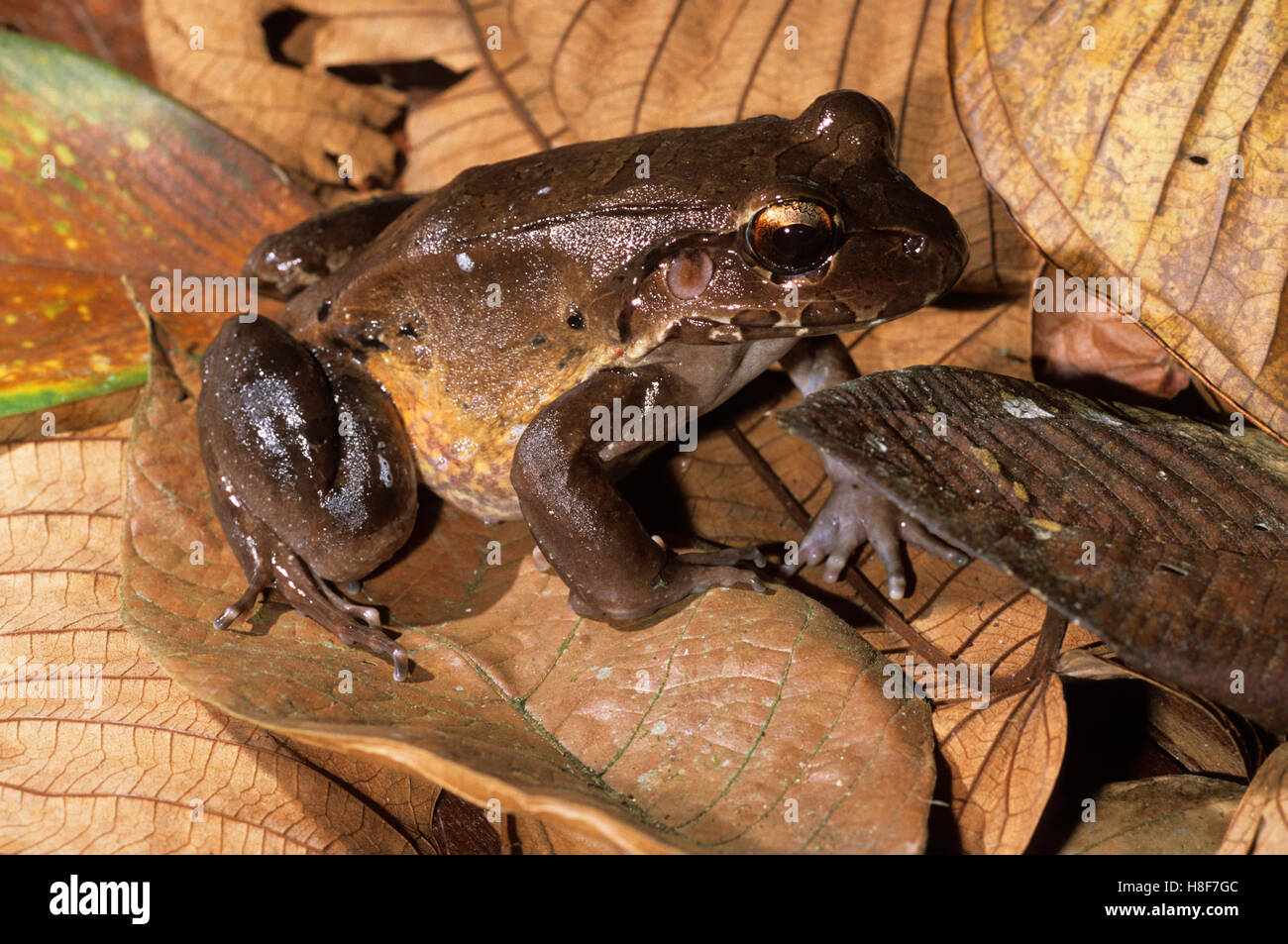 Smoky jungle frog (Leptodactylus pentadactylus), Nicaragua Foto Stock