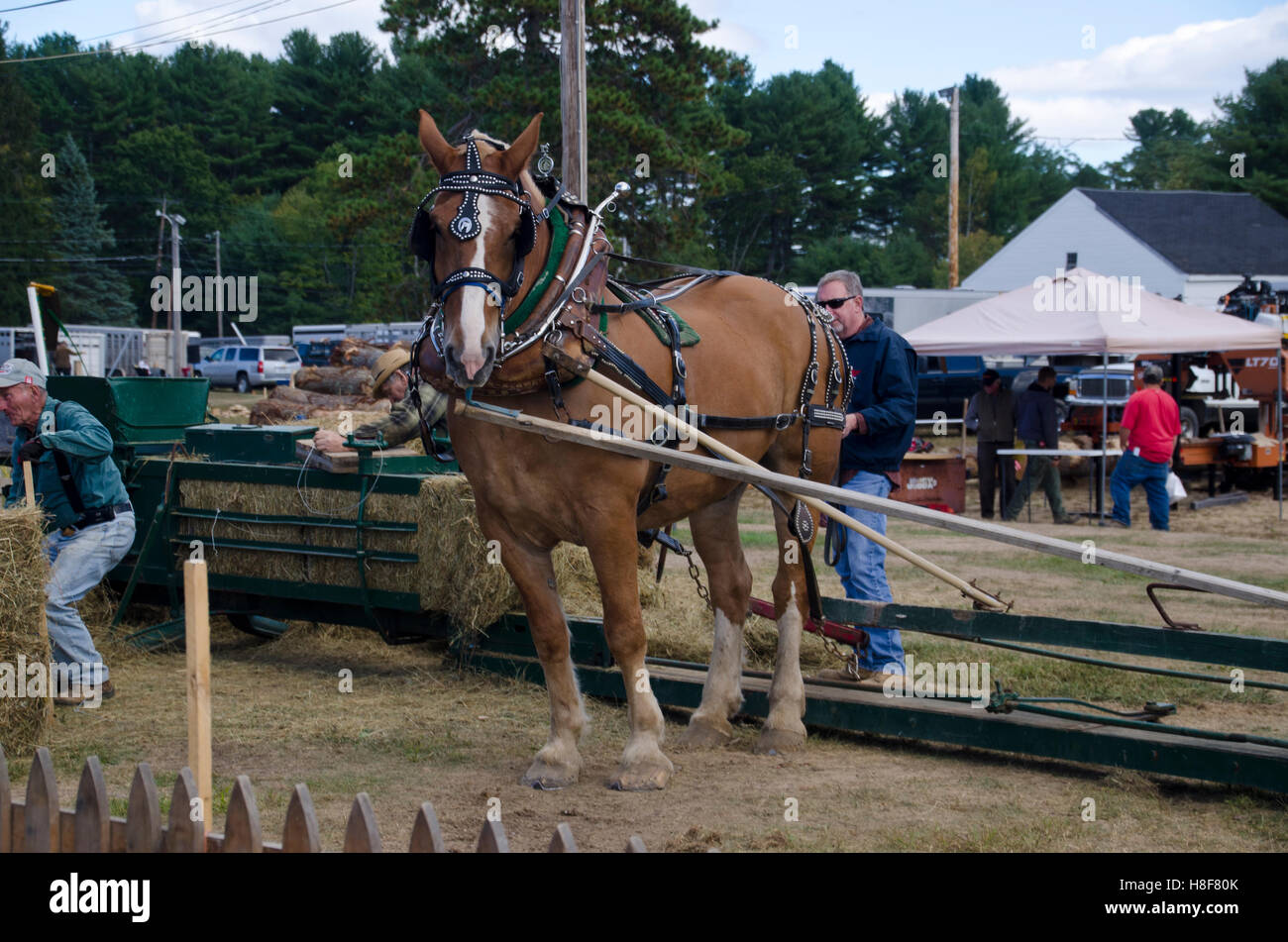 Progetto belga cavallo essendo sfruttata per macchine per fienagione, Cumberland County Fair, Maine, Stati Uniti d'America Foto Stock