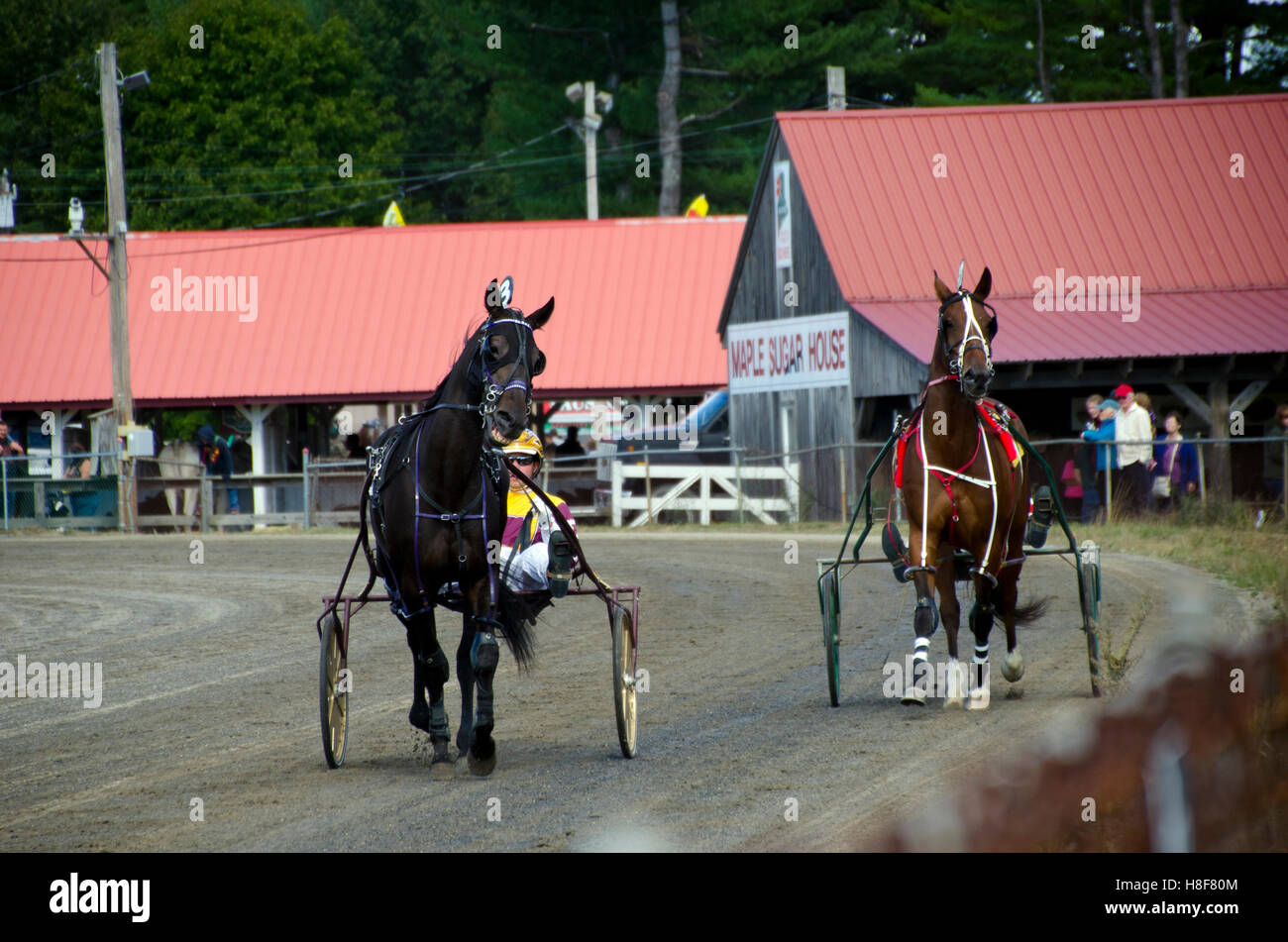 Due cavalli da corsa del cavo presso il Cumberland County Fair, Maine, Stati Uniti d'America Foto Stock