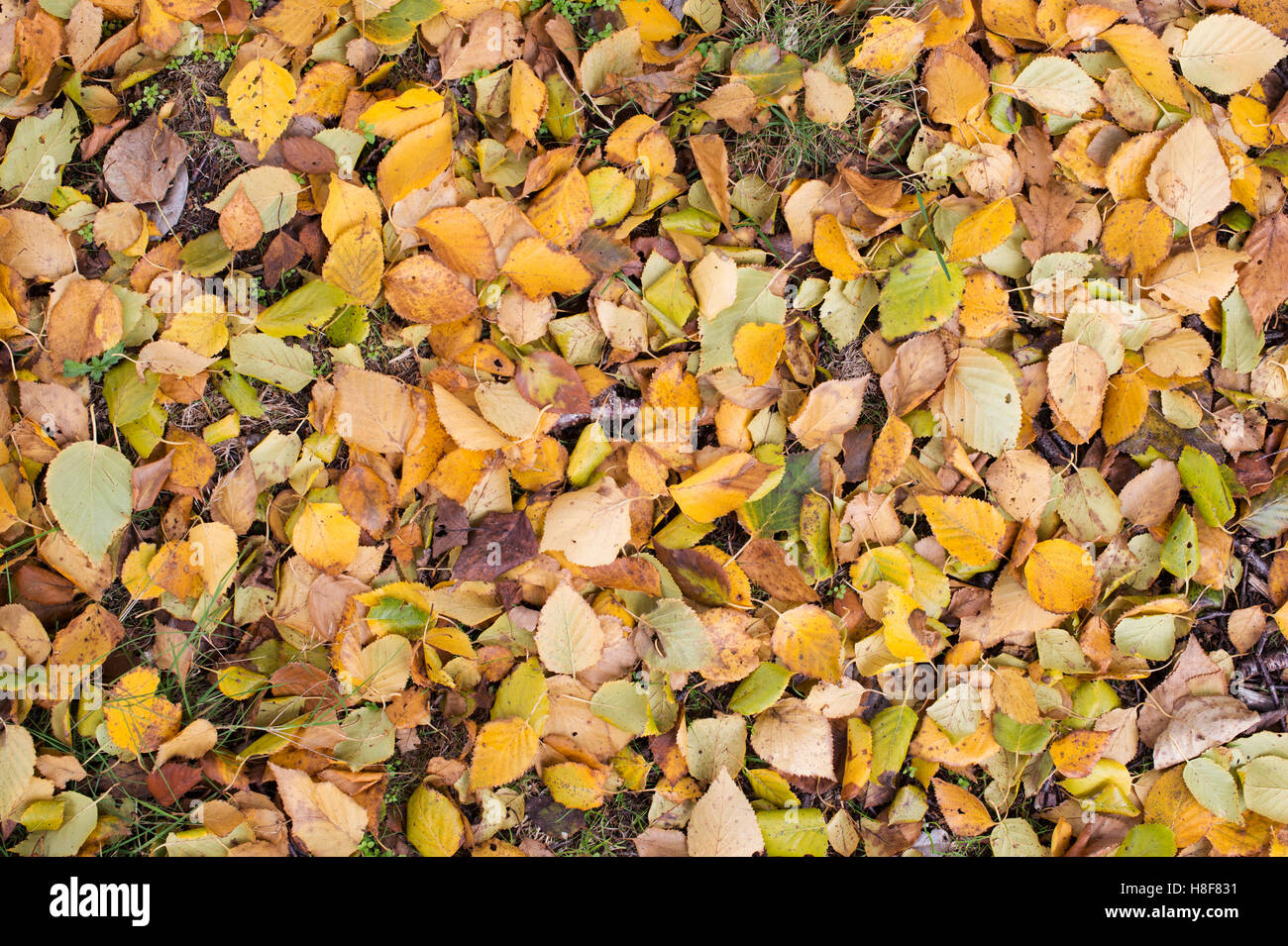 Betula utilis jacquemontii. Caduto Foglie di autunno del West Himalayan betulla Foto Stock