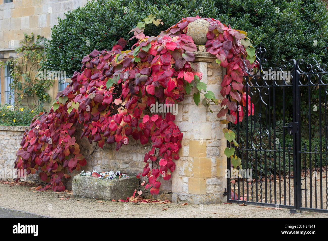 Vitigno lascia su una parete e che circonda un fiore di pietra trogolo in autunno. Broadway, Cotswolds, Worcestershire, Inghilterra Foto Stock