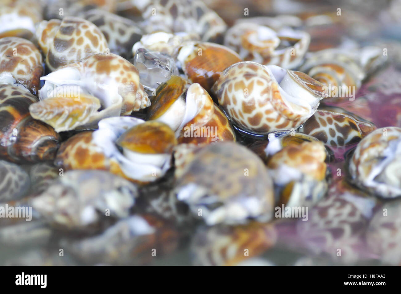 Avvistato Babilonia o Babylonia areolata Shell sul mercato Foto Stock