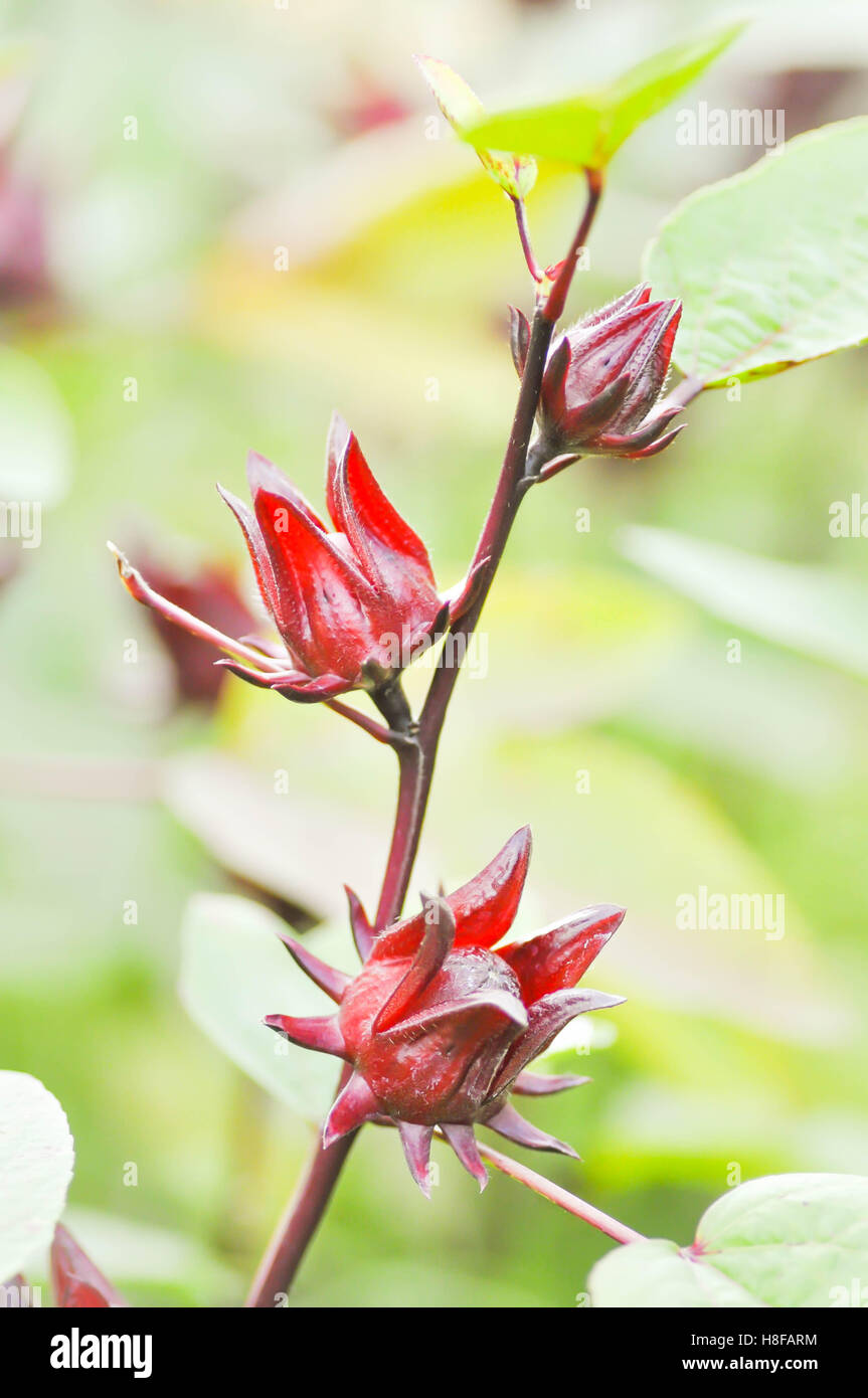 Red Roselle impianto in giardino Foto Stock