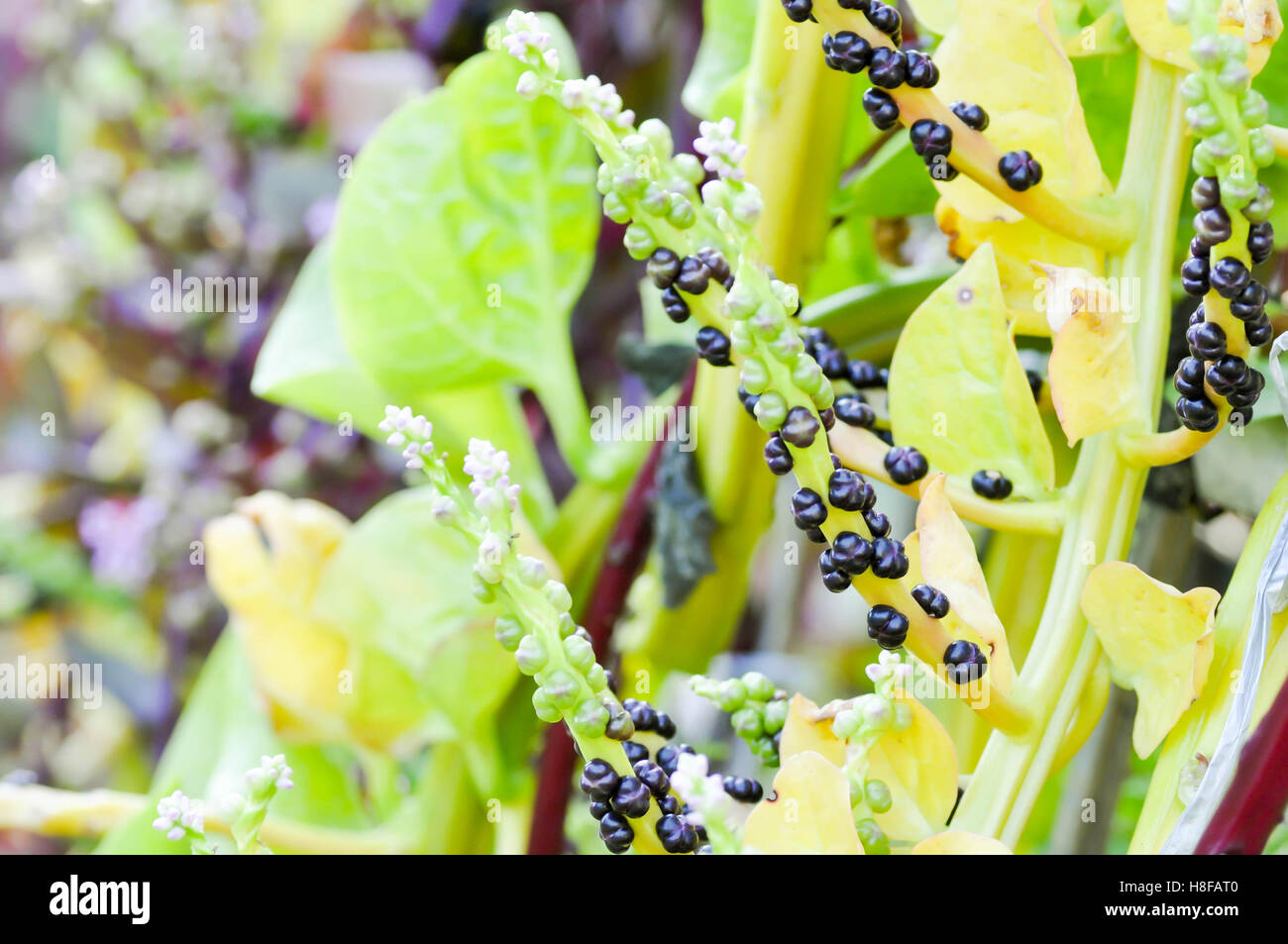 Ceylon impianto di spinaci in azienda Foto Stock