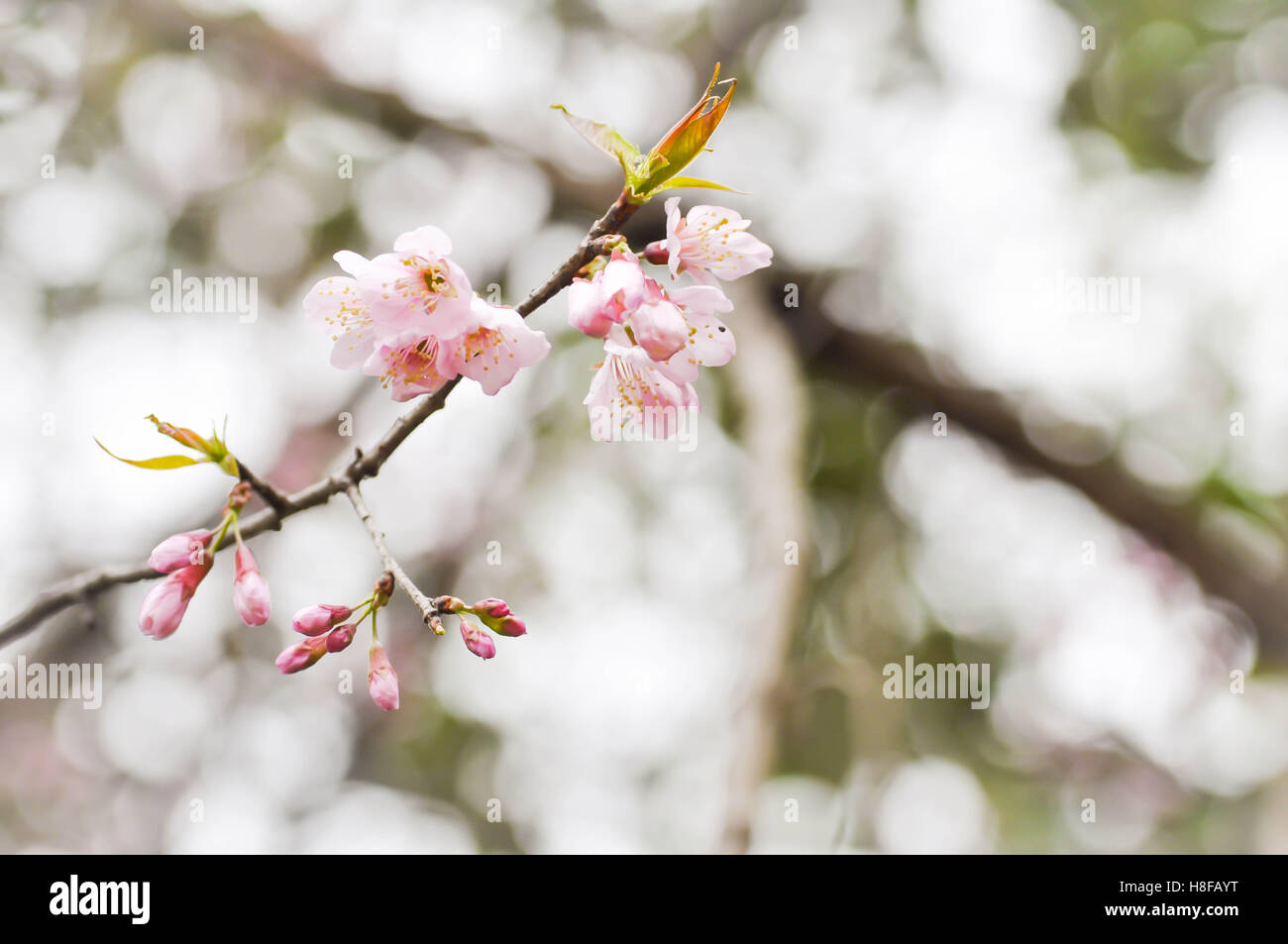 Wild Himalayan ciliegia, Prunus cerasoides,di ciliege acide, Cerasus cerasoides,Sakura ,Fiore di Ciliegio selvatico o albero Himalayano Foto Stock