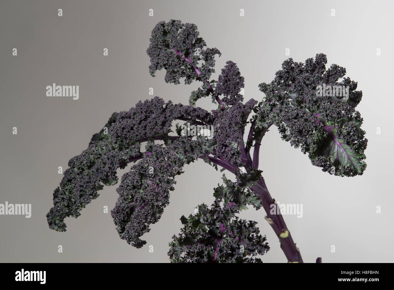 Redbor Kale impianto isolato su un gradiente di sfondo grigio. Foto Stock
