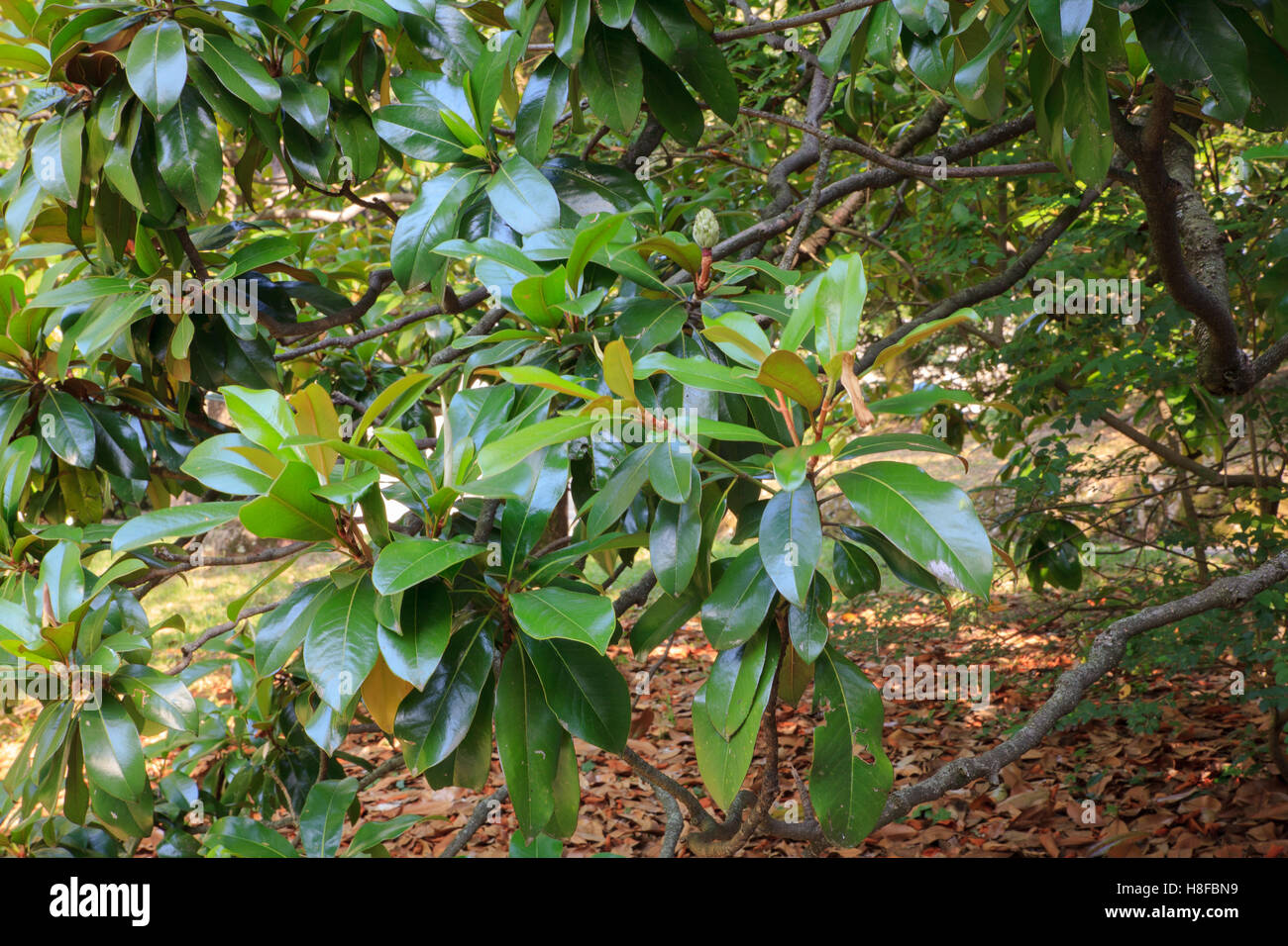La Magnolia è un genere di grandi dimensioni di specie di piante da fiore nella sottofamiglia Magnolioideae Foto Stock