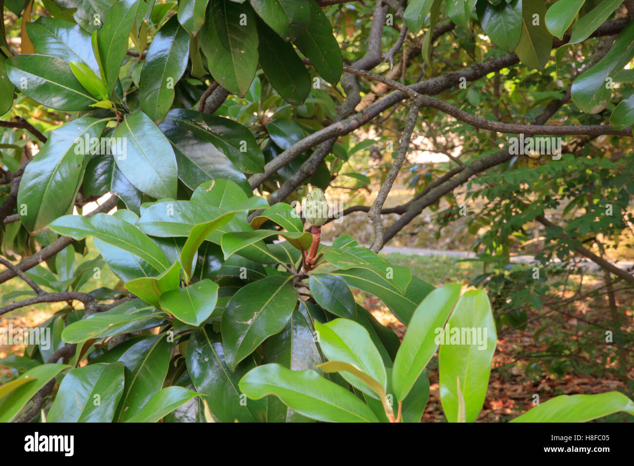 La Magnolia è un genere di grandi dimensioni di specie di piante da fiore nella sottofamiglia Magnolioideae Foto Stock
