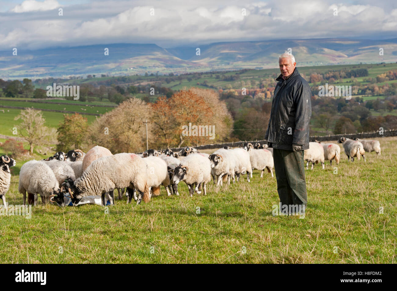 Pastore con il suo gregge di pecore sui pascoli di montagna sopra l'Eden Valley, Cumbria, Regno Unito. Foto Stock