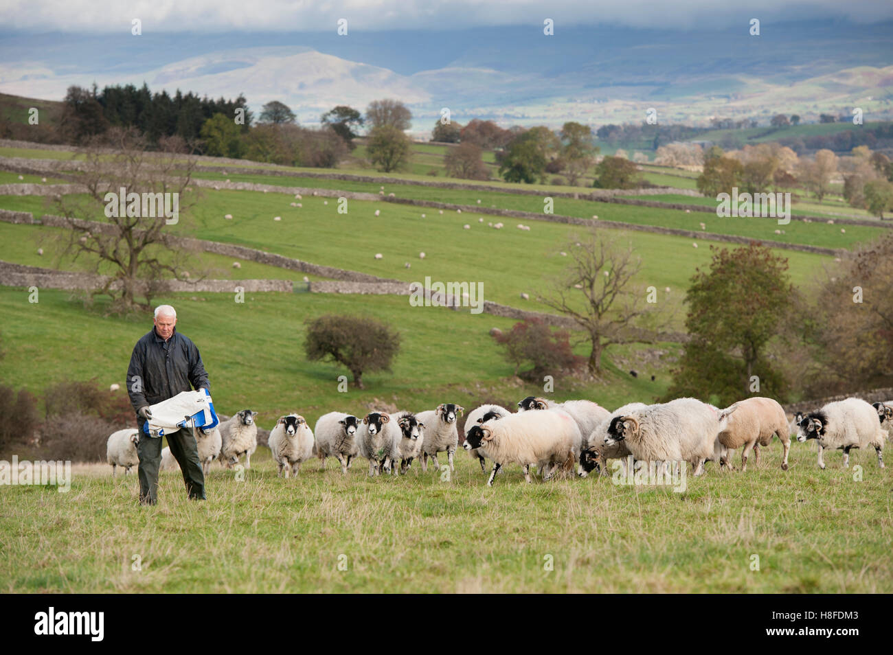 Pastore con il suo gregge di pecore sui pascoli di montagna sopra l'Eden Valley, Cumbria, Regno Unito. Foto Stock