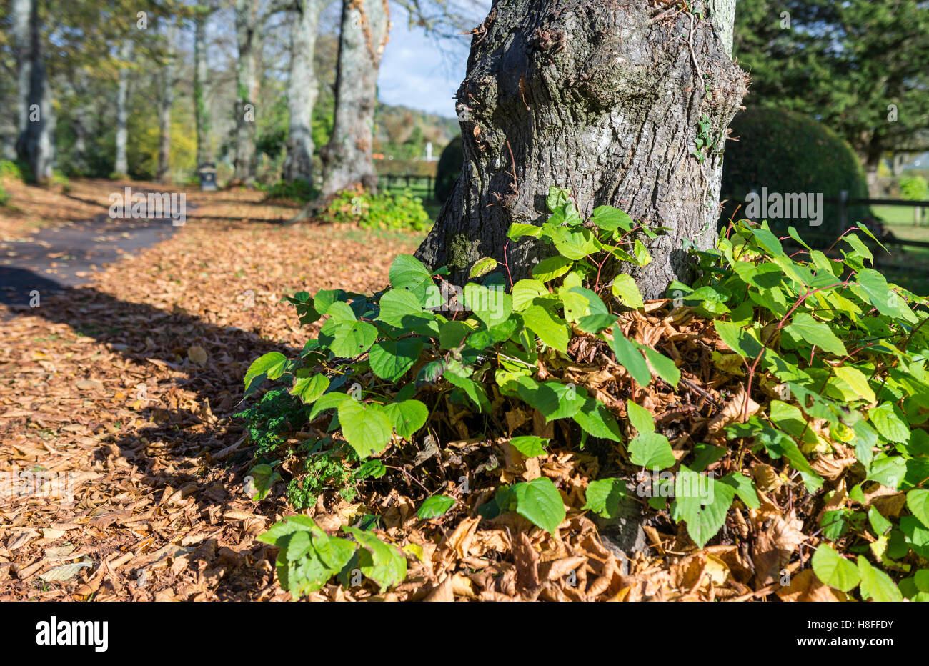 Base di un albero di lime con le foglie sul terreno in autunno nel Sussex occidentale, Inghilterra, Regno Unito. Foto Stock