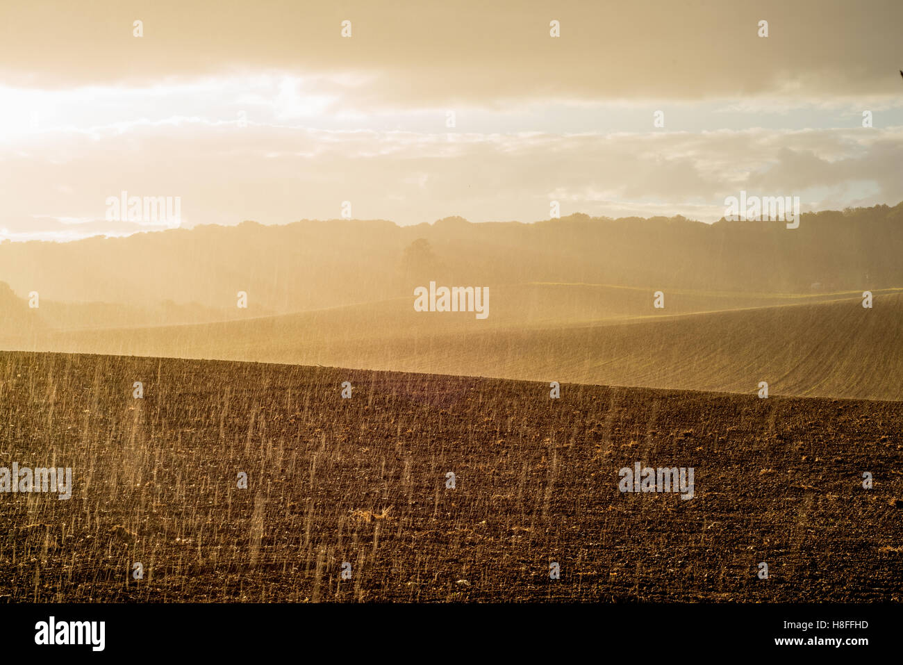 La pioggia caduta coltivato su terreni agricoli Foto Stock