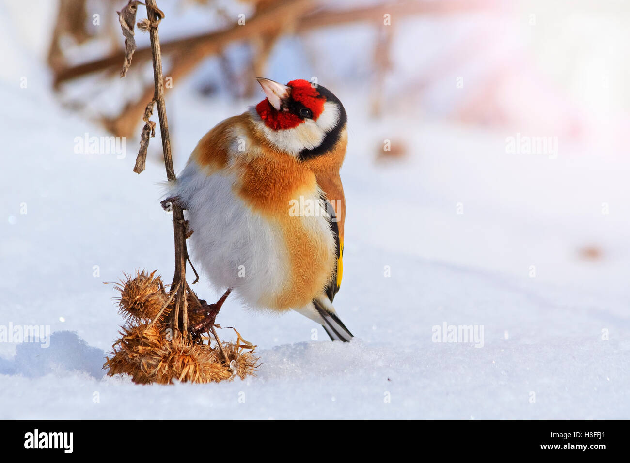 Cardellino seduto su una bardana momento divertente con hotspot soleggiato Foto Stock