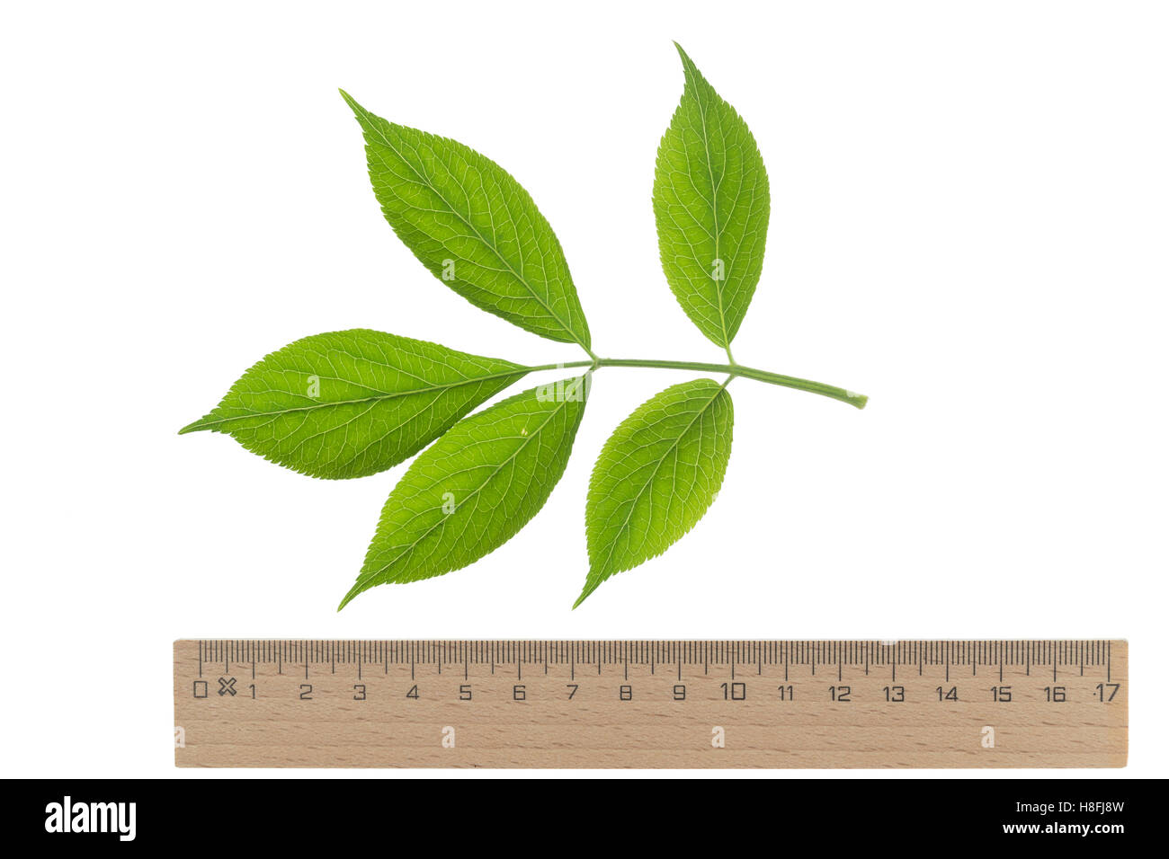 Schwarzer Holunder, Sambucus nigra, Fliederbeeren, Fliederbeere, comune sambuco, Sambuco, Sureau commun, sureau noir. Blatt, Bl Foto Stock