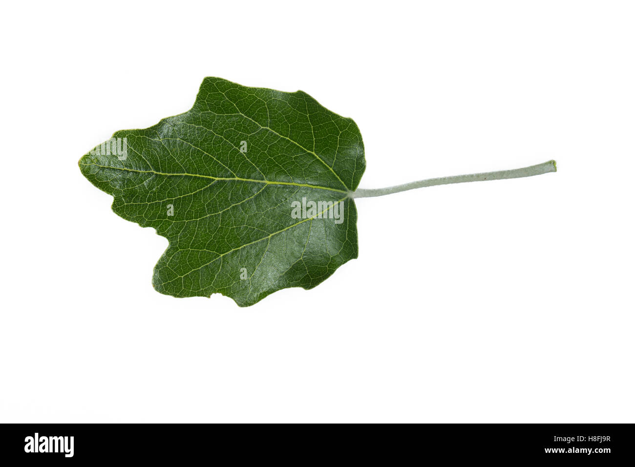 Silber-Pappel, Silberpappel, Weiß-Pappel, Weisspappel, Pappel, Populus alba pioppo bianco, abele, argento pioppo, silverleaf popl Foto Stock