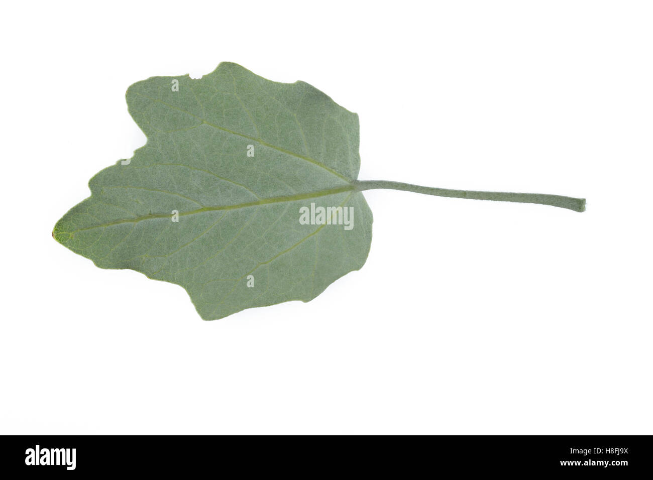 Silber-Pappel, Silberpappel, Weiß-Pappel, Weisspappel, Pappel, Populus alba pioppo bianco, abele, argento pioppo, silverleaf popl Foto Stock