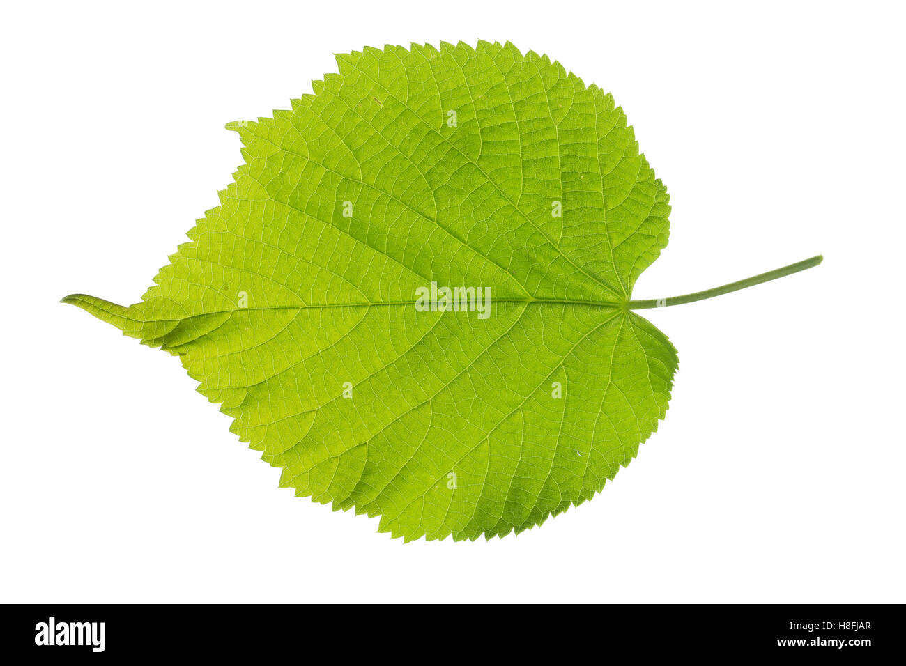 Sommer-Linde, Sommerlinde, Linde, Tilia platyphyllos, Tilia grandifolia, grandi lasciava in calce, Grandi lasciava in calce, largeleaf linden, Foto Stock