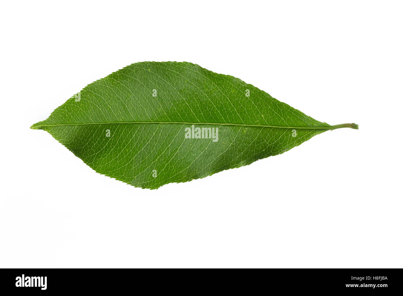 Späte Traubenkirsche, Spätblühende Traubenkirsche, Amerikanische Traubenkirsche, Trauben-Kirsche, Prunus serotina, American Bird Foto Stock
