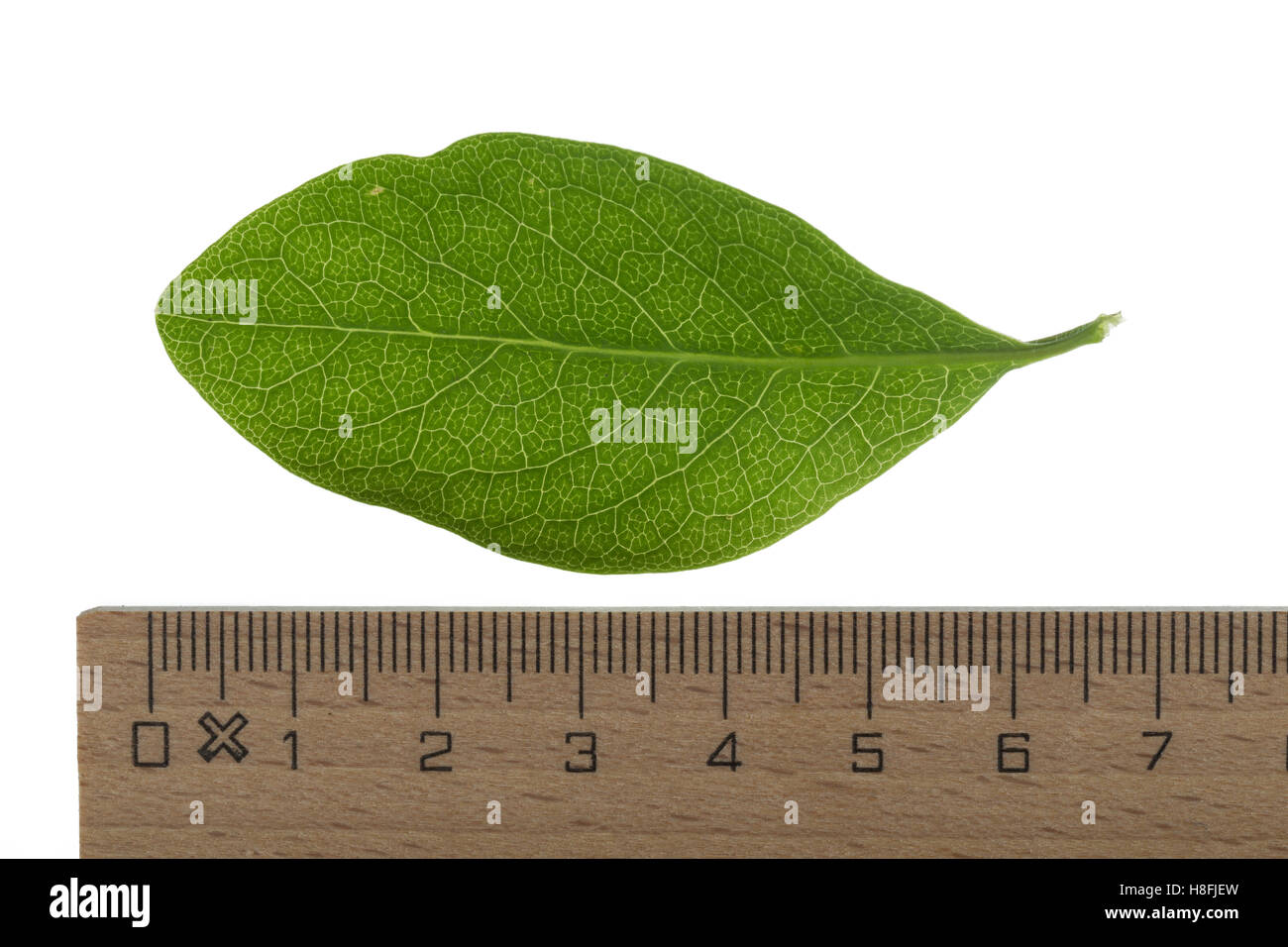 Wald-Geissblatt, Wald-Geißblatt, Waldgeissblatt, Waldgeißblatt, Wildes Geißblatt, Wald-Heckenkirsche, Lonicera periclymenum, Woo Foto Stock
