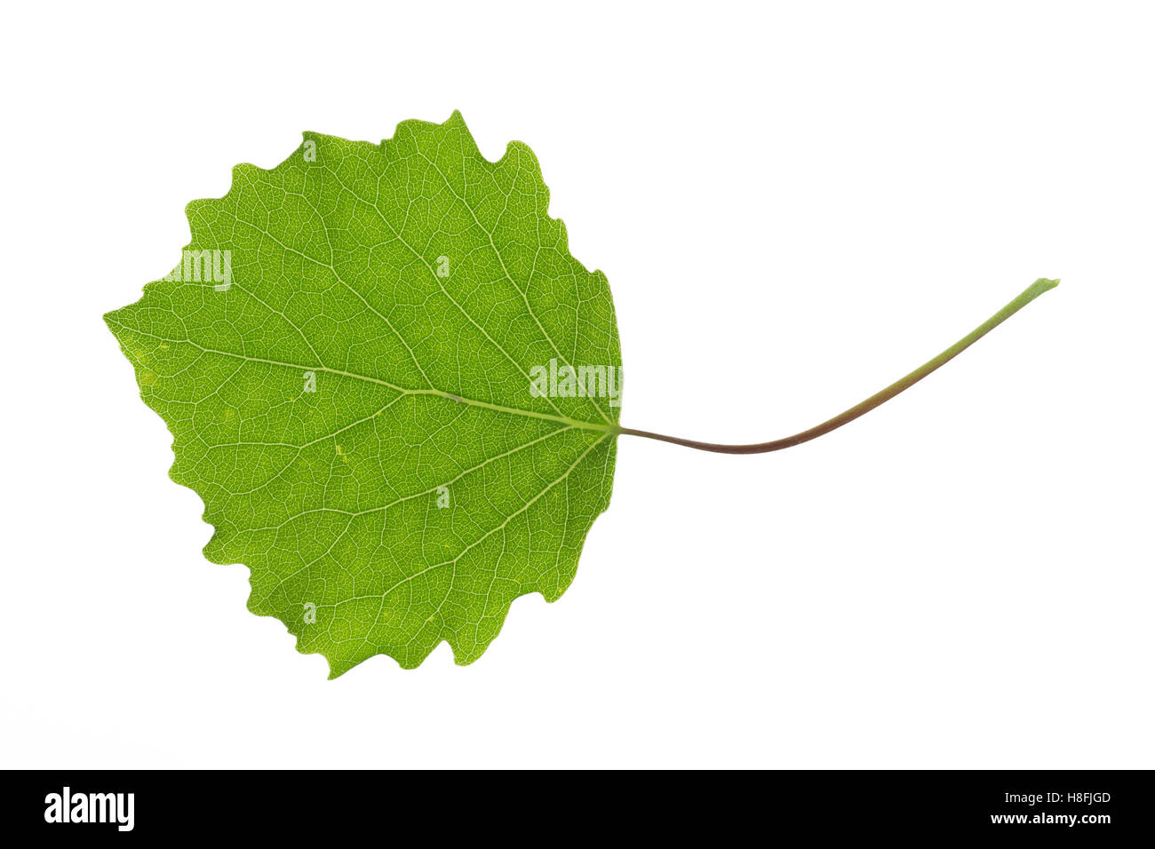 Zitterpappel, Zitter-Pappel, Pappel Espe, Aspe, Populus tremula, pioppo tremolo aspen, vacilla aspen, Le Peuplier tremare, Tre Foto Stock