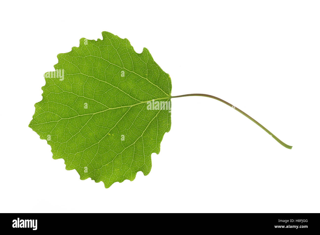 Zitterpappel, Zitter-Pappel, Pappel Espe, Aspe, Populus tremula, pioppo tremolo aspen, vacilla aspen, Le Peuplier tremare, Tre Foto Stock