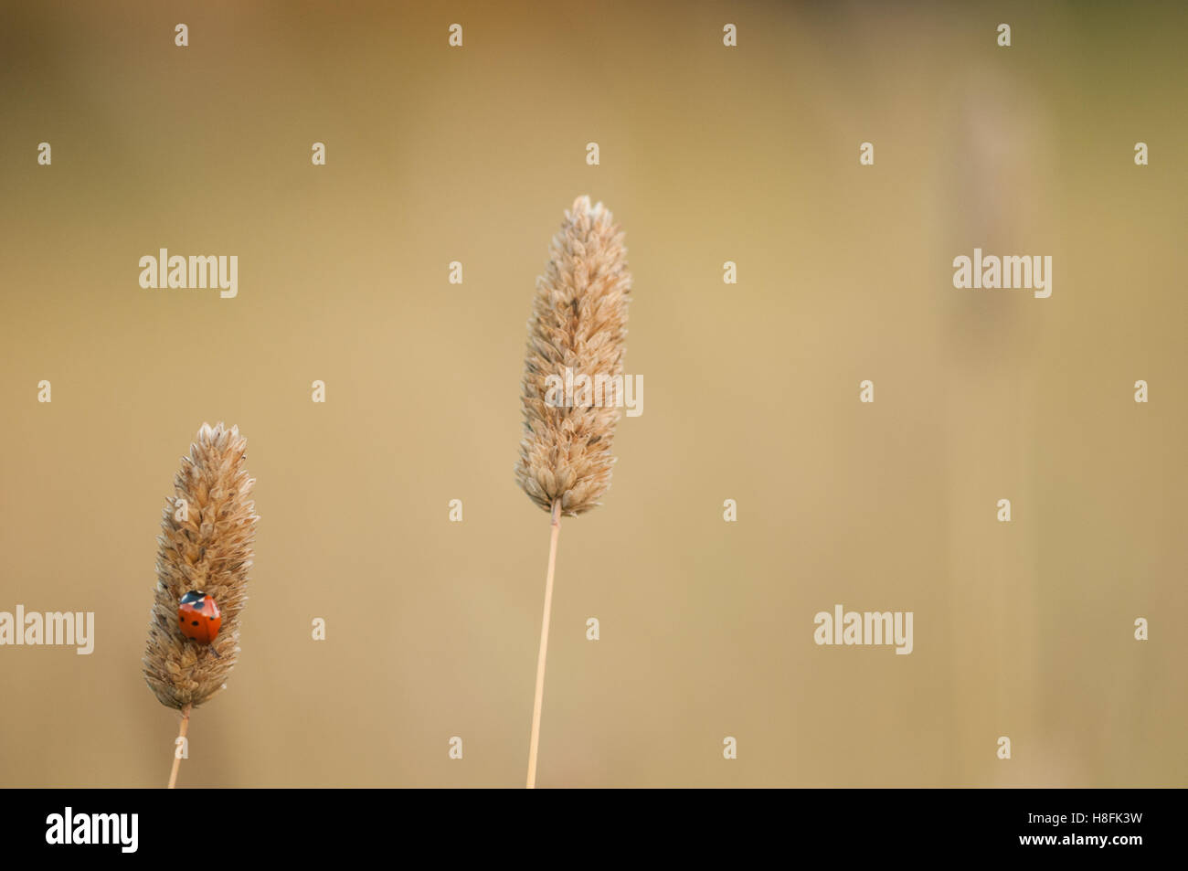 7 Spot coccinella Coccinella septempunctata a riposo sul prato di graminacee, Essex, Settembre Foto Stock