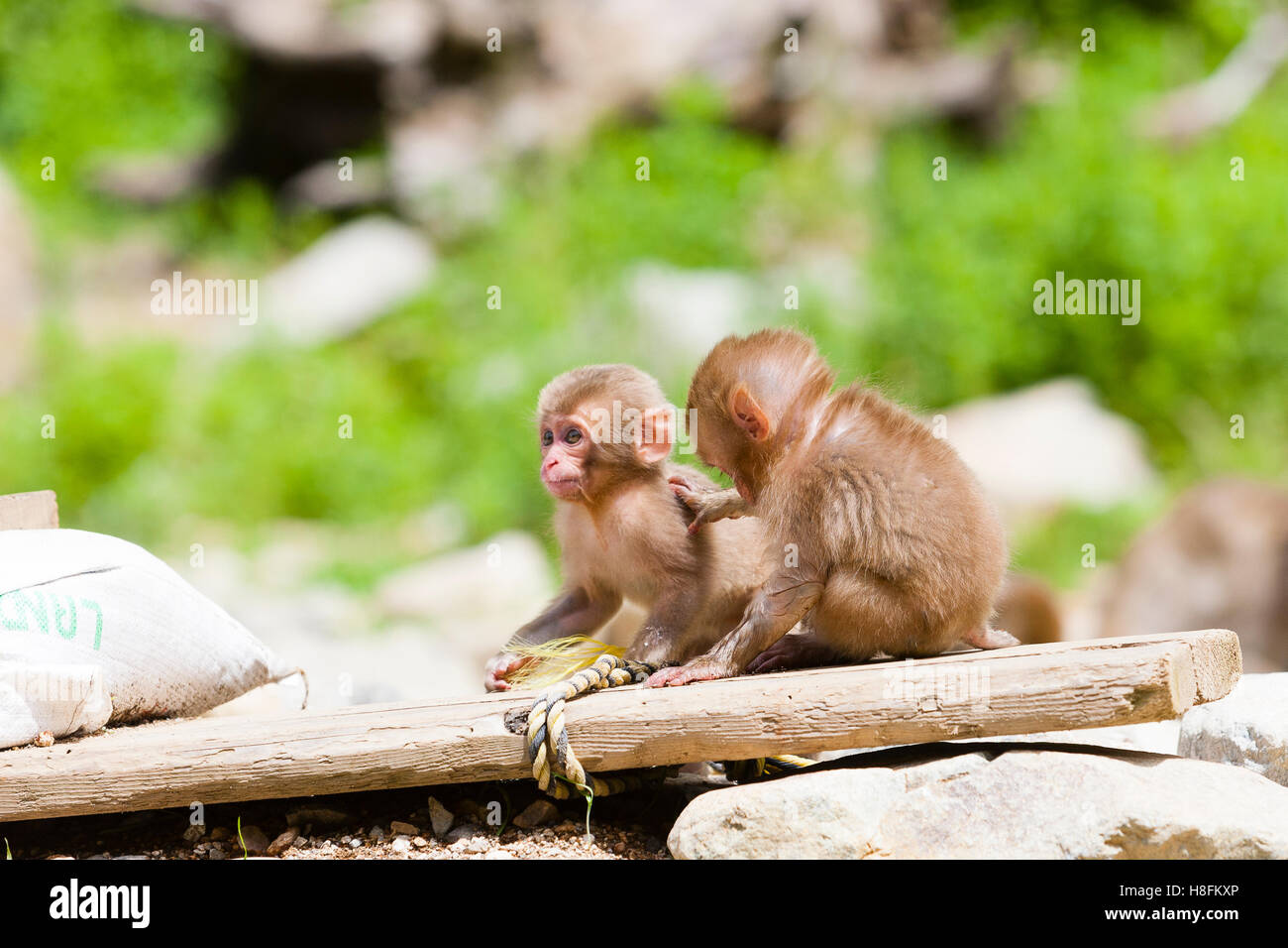 Jigokudani Monkey Park, Yudanaka, Giappone. Una coppia di neonati macachi giapponesi (Macaca fuscata) play. Foto Stock