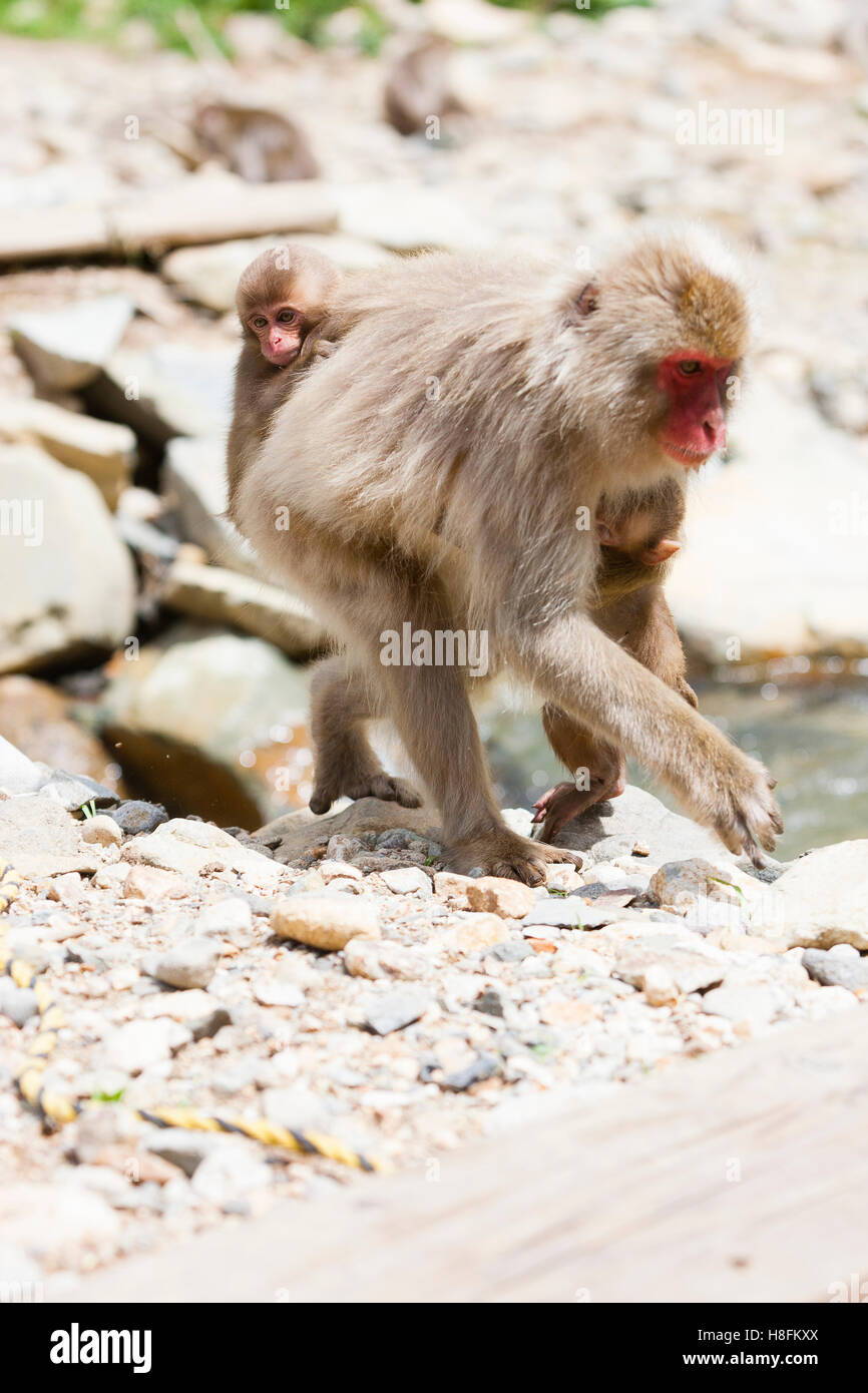 Jigokudani Monkey Park, Yudanaka, Giappone. Macaco femmina con coppia di bambini aggrappati a. Foto Stock