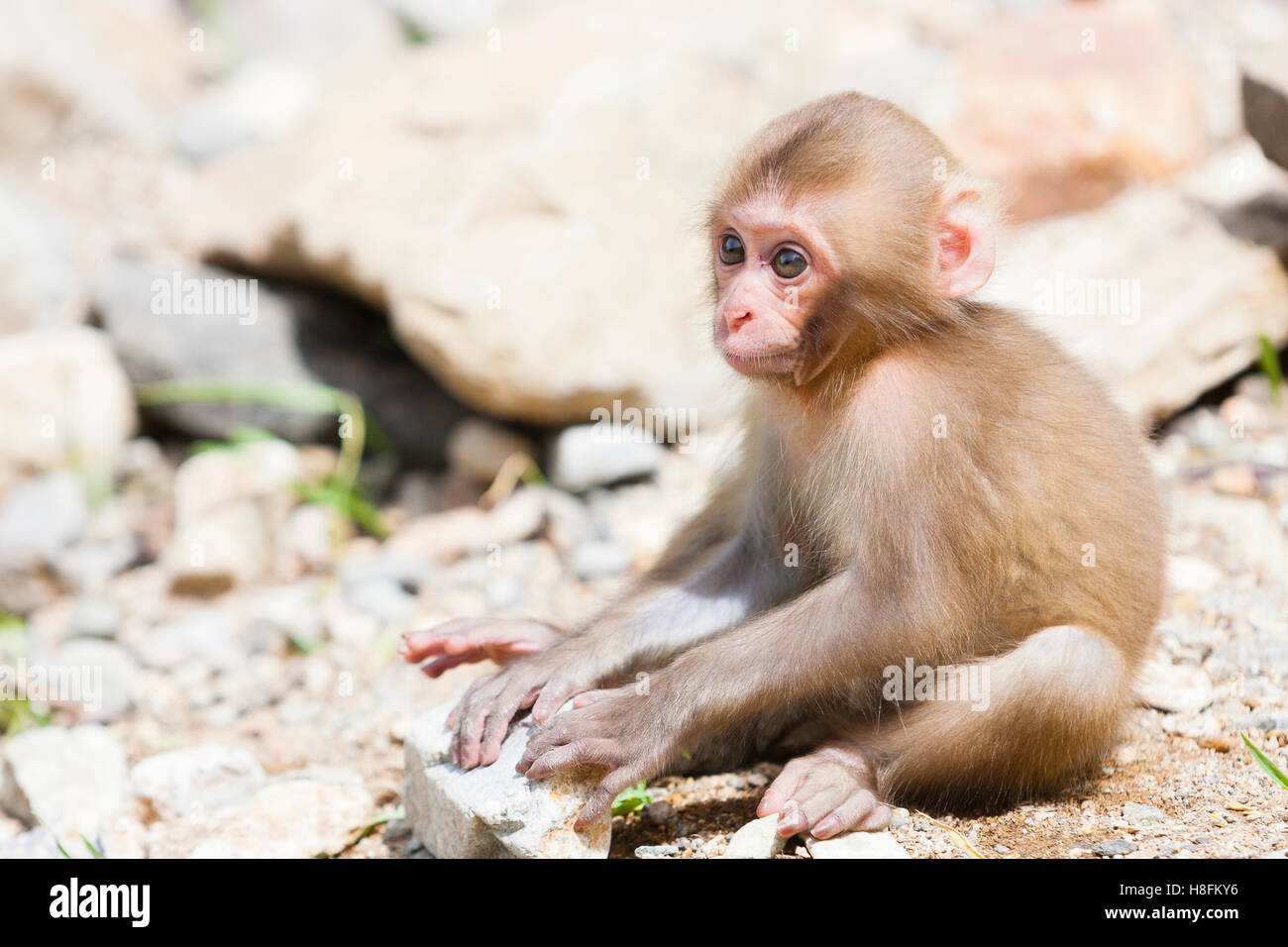 Jigokudani Monkey Park, Yudanaka, Giappone. Un neonato Macaque giapponese (Macaca fuscata). Foto Stock