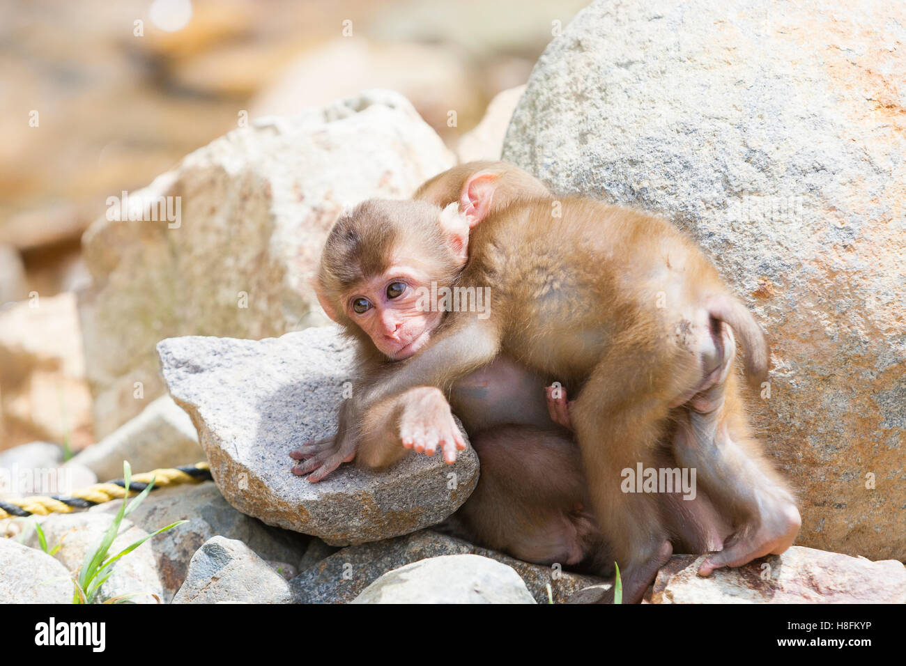 Jigokudani Monkey Park, Yudanaka, Giappone. Una coppia di neonati macachi giapponesi (Macaca fuscata) play. Foto Stock