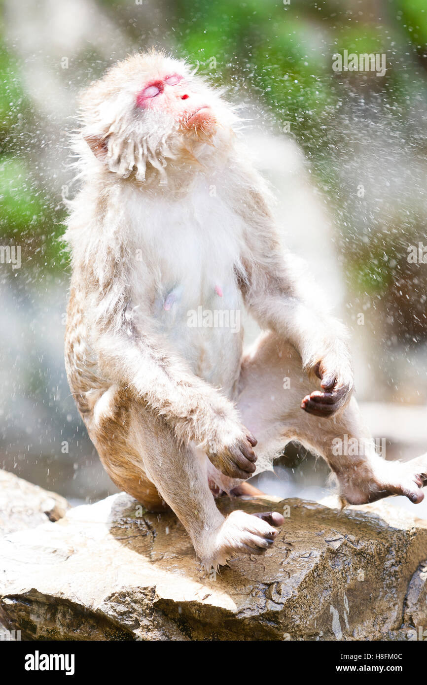 Jigokudani Monkey Park, Yudanaka, Giappone. Un giapponese (Macaca fuscata) scuote l'acqua. Foto Stock