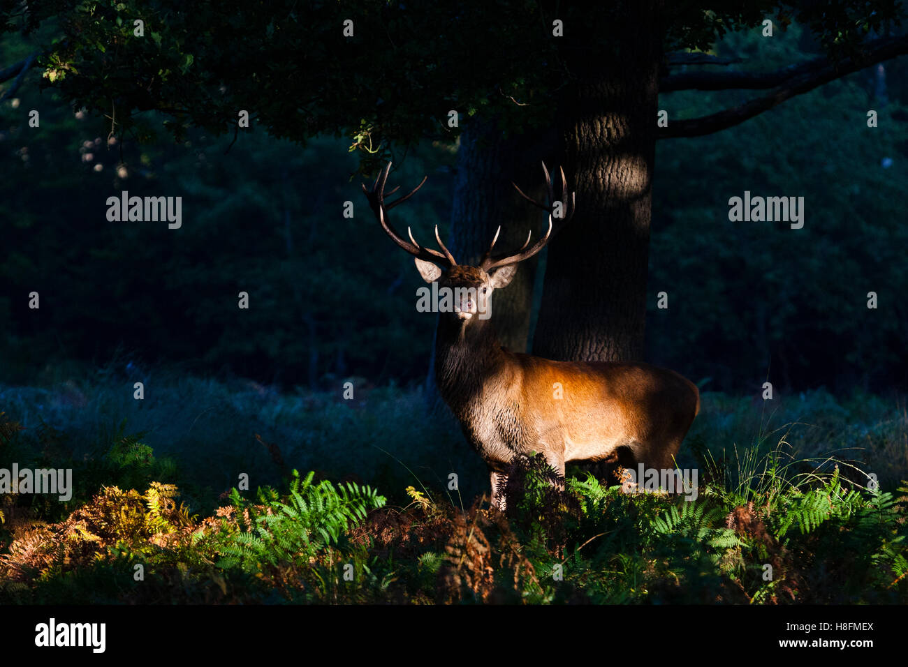 Richmond, Londra, Regno Unito. Grande stag cervo rosso in pezzata dalla luce del sole di mattina presto. Foto Stock