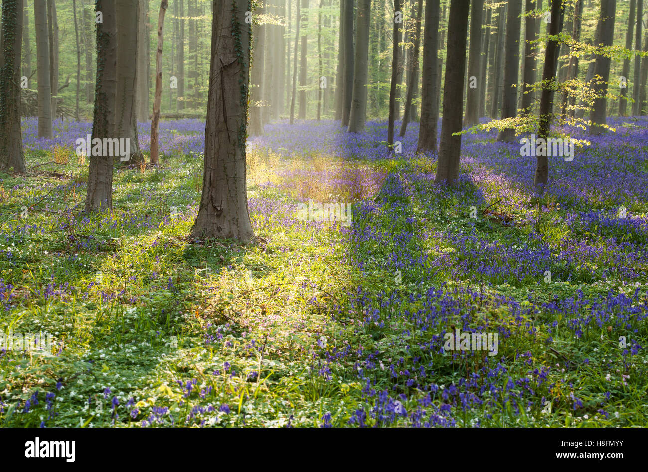 Foresta di primavera con la fioritura bluebells presso sunrise Foto Stock