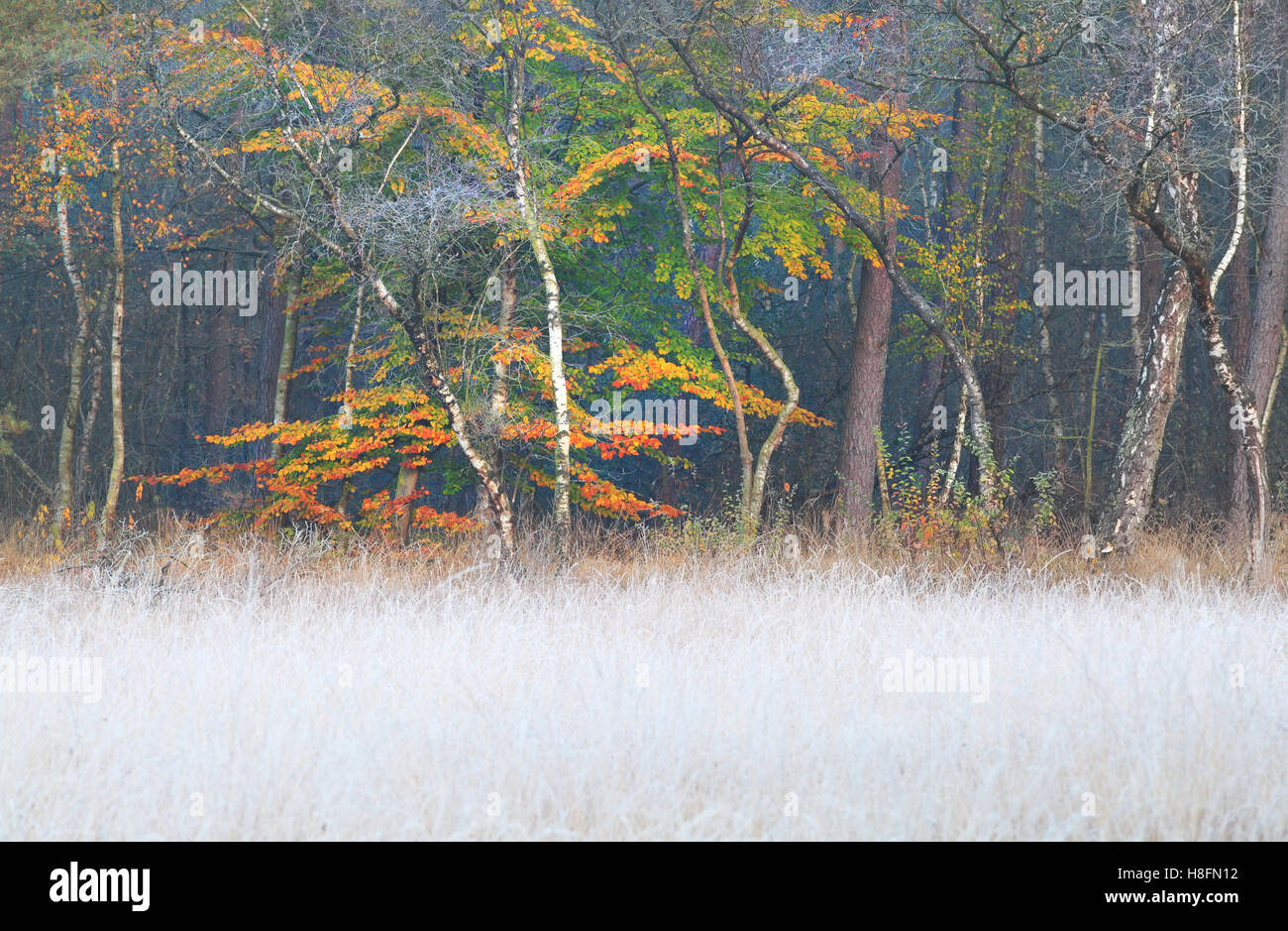 Erba smerigliato e foresta di autunno con foglie di colore arancione Foto Stock