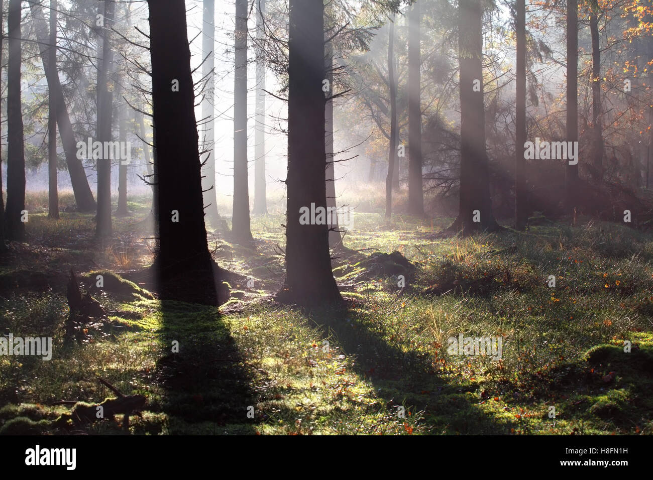 Foschia mattutina raggi solari nella foresta di autunno Foto Stock