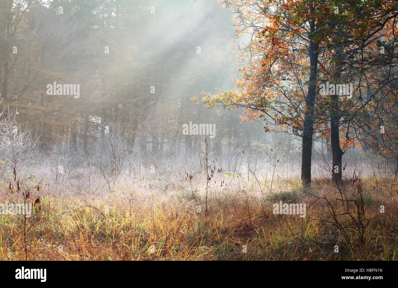 Raggi di sole in misty giallo foresta di autunno Foto Stock