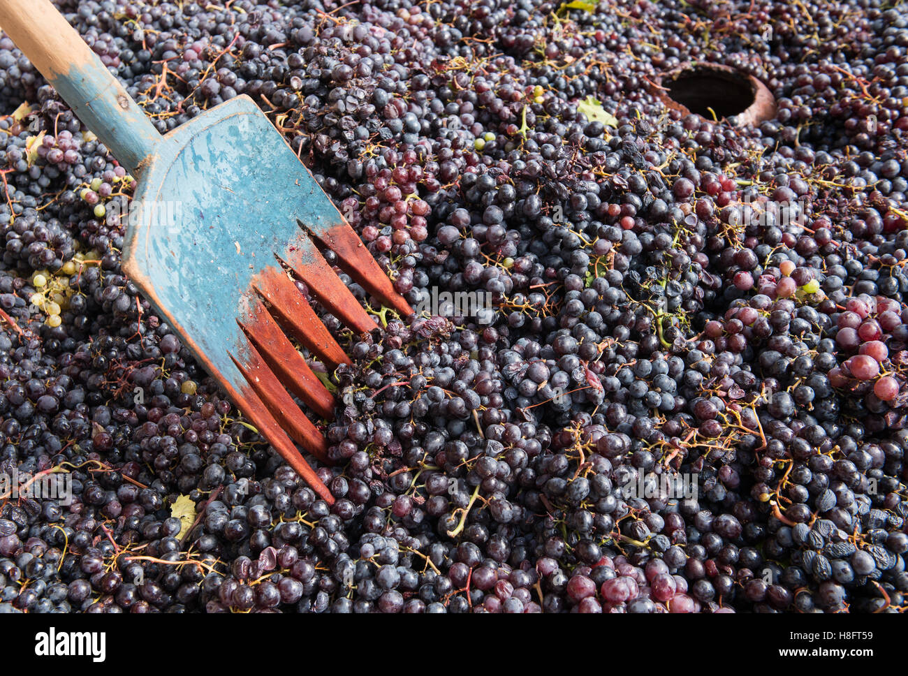 La pala e il nero uve fresche raccolte e pronto ad andare in cantina per la produzione di vino rosso Foto Stock