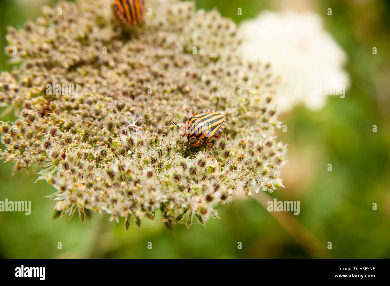 Ombrella con menestrello bug (Graphosoma lineatum) Foto Stock