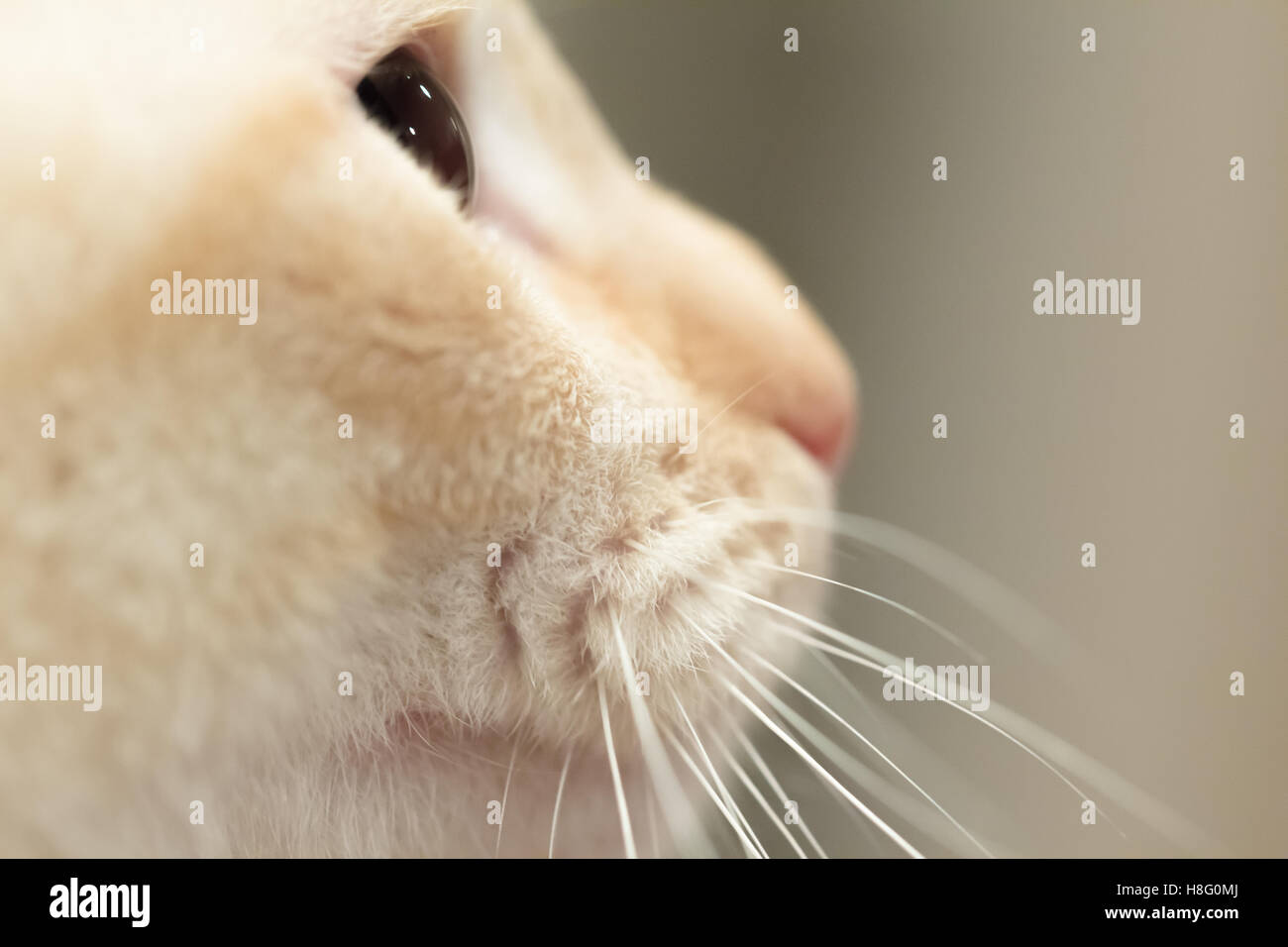 Cat fissando qualcosa Foto Stock