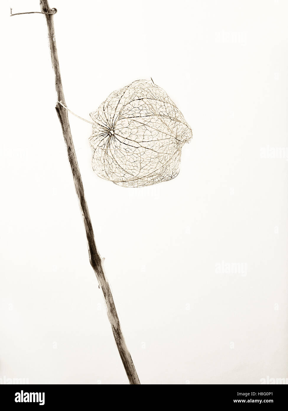 Estetica, essiccato fiore a palloncino in bianco e nero, taglio nella parte anteriore di un backround neutrale Foto Stock