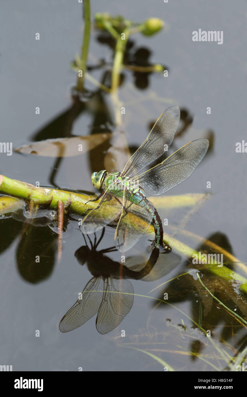 Imperatore blu mentre l'ovoposizione, Anax imperator Foto Stock