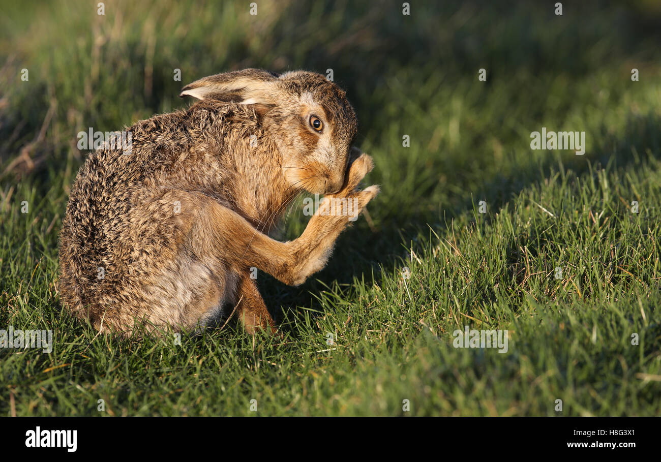 Un marrone lepre (Lepus europaeus) di pulizia il suo piede disteso in un campo. Foto Stock