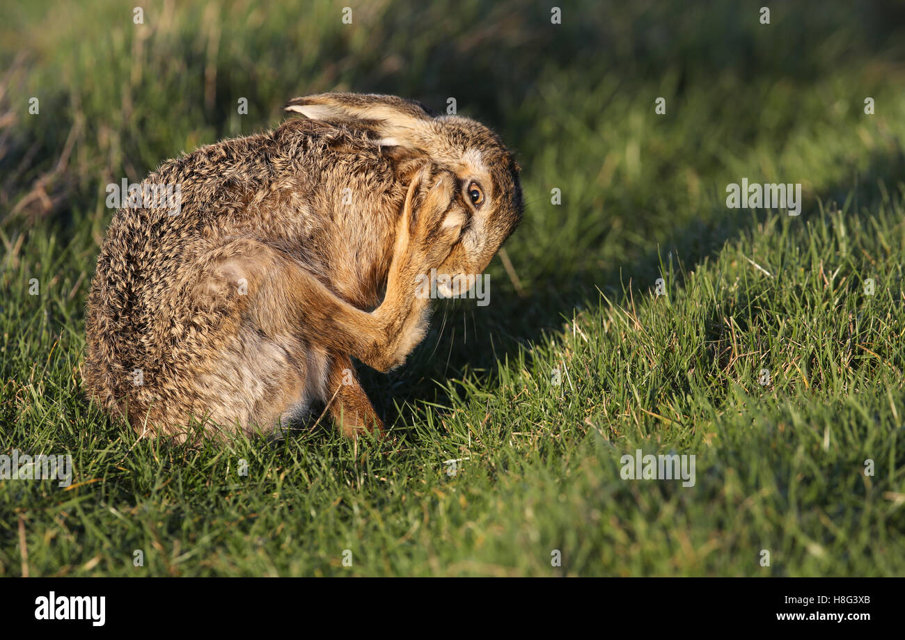 Un marrone lepre (Lepus europaeus) di pulizia il suo piede in un campo. Foto Stock
