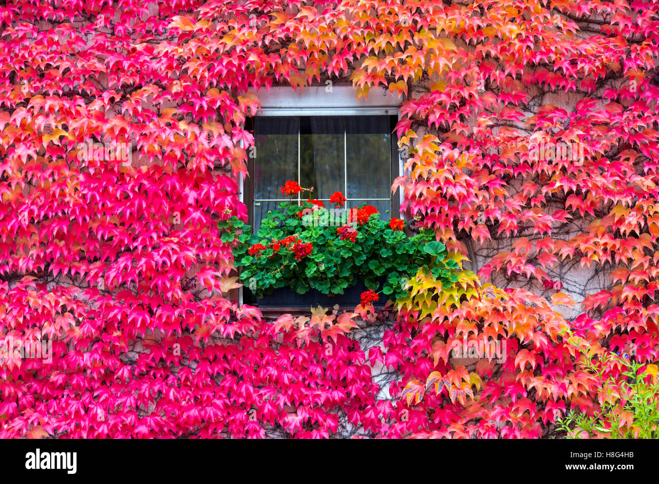 Valle della Mosella, autunno, nei pressi del villaggio di Zeltingen-Rachtig, Germania, impianto vini contemplati house, colori autunnali, Foto Stock