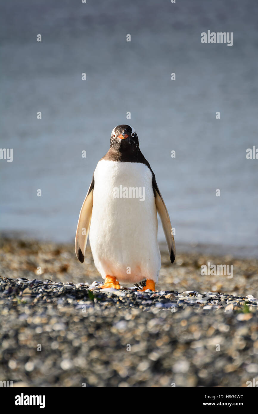Ritratto di pinguino papua sulla ghiaia in riva al mare Foto Stock