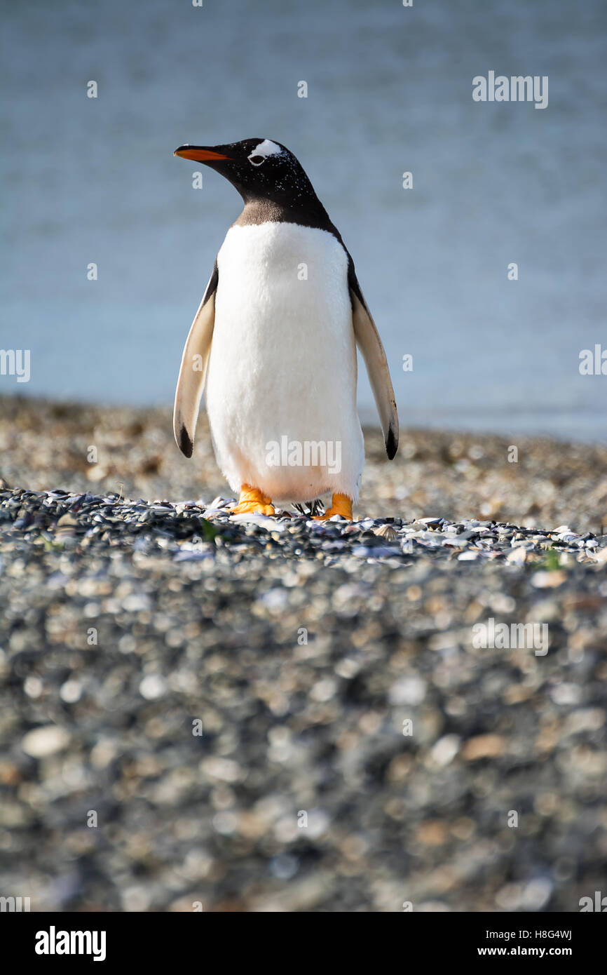 Ritratto di pinguino papua sulla ghiaia in riva al mare Foto Stock