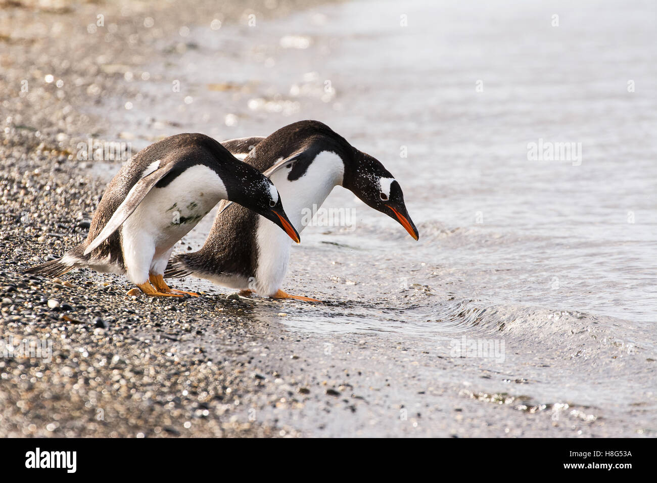 Pinguino Papua giovane in riva al mare Foto Stock