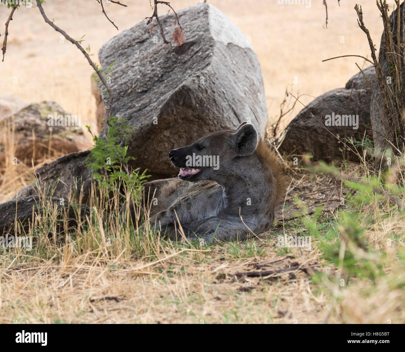 Un macchiato o ridere iena nel nord del Serengeti Foto Stock
